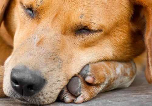 Treatment of traumatic brain injury in dogs?